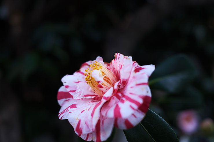 富士フイルム X100VI 作例：椿の花