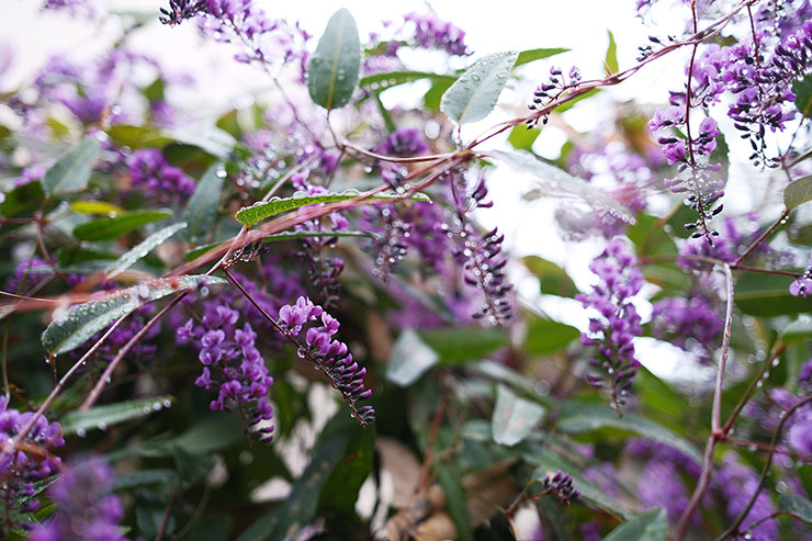 富士フイルム X100VI 作例：花