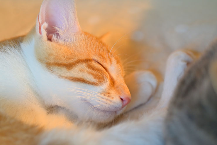 Nikon Z fcで撮影した猫の画像