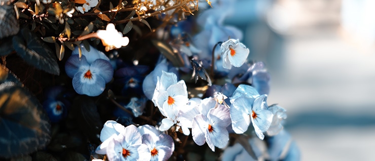 SIGMA fp カラーモードの作例：Teal & Orange 