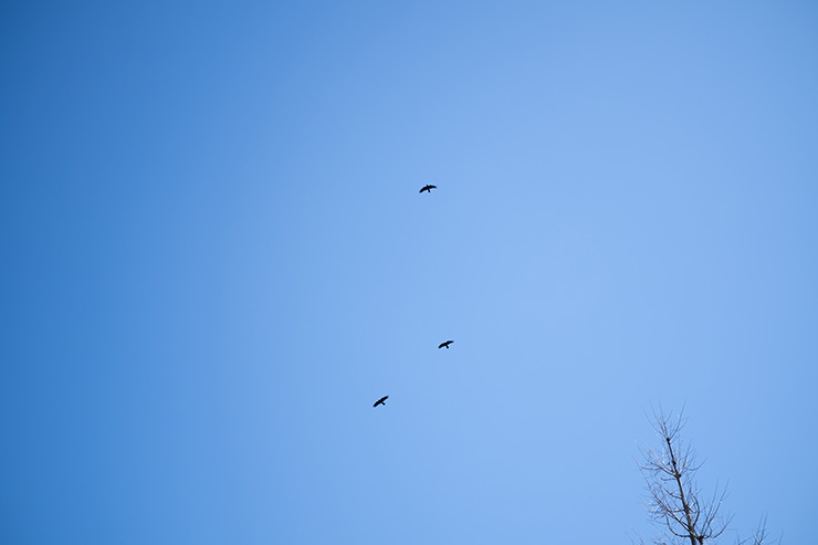 SIGMA fp 作例： 空を飛ぶカラス