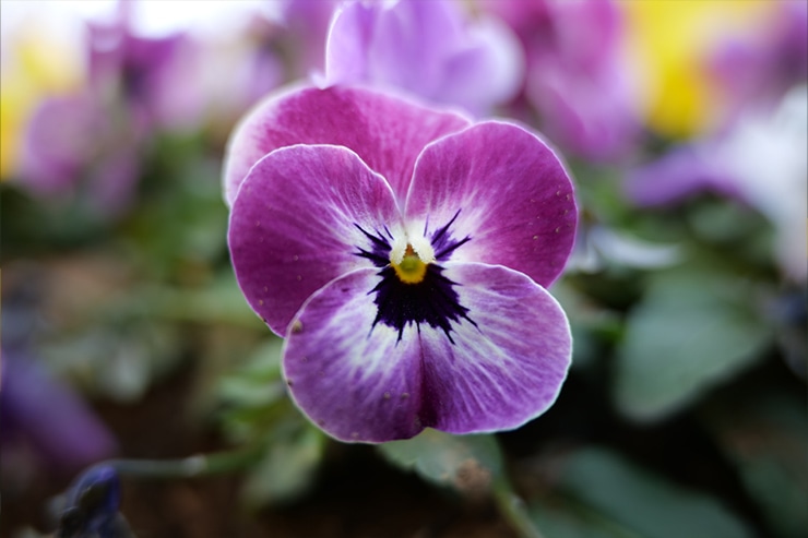 Lumix S1+LUMIX S 28-200mm F4-7.1 MACRO O.I.S.作例 パンジー