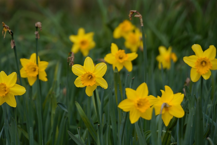 Sigma fpL+LUMIX S 28-200mm F4-7.1 MACRO O.I.S.作例 キズイセン