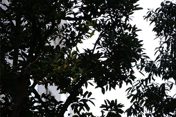 LUMIX S 28-200mm F4-7.1 MACRO O.I.S.作例 フリンジ