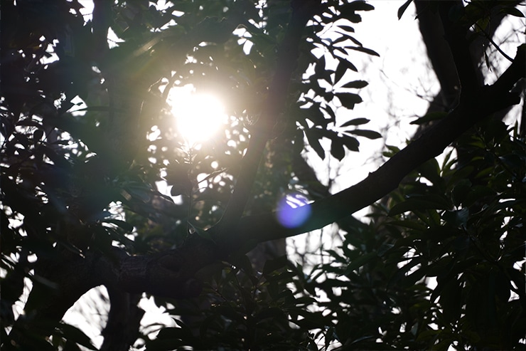 LUMIX S 28-200mm F4-7.1 MACRO O.I.S.作例 ゴースト・フレア