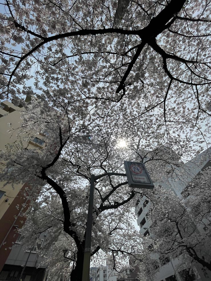 iPhone12、0.5倍で撮影した桜の木の画像