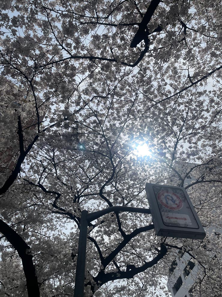 iPhone12、1倍で撮影した桜の木の画像