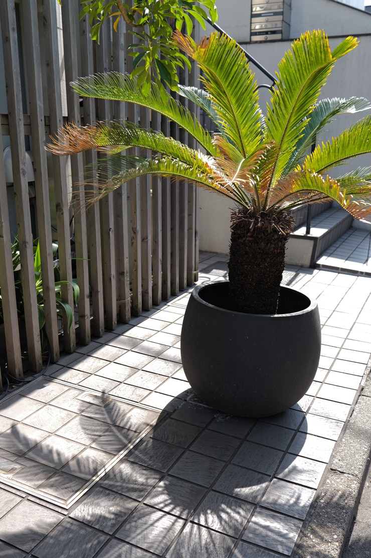 Leica SL3 作例・植木