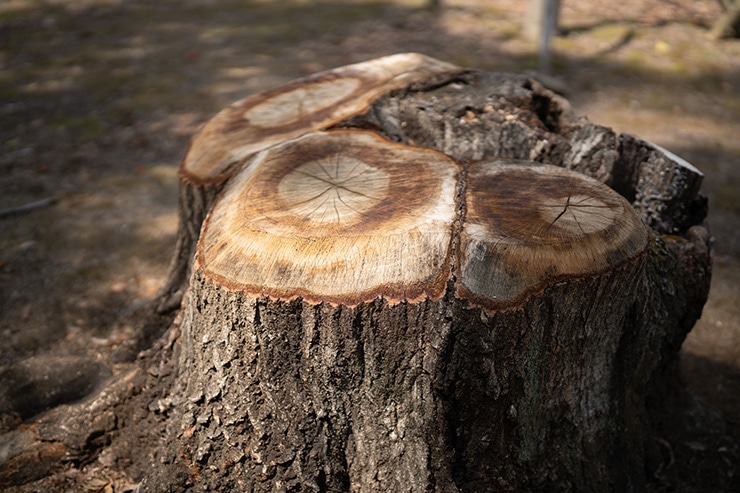 SIGMA 50mm F1.2 DG DN | Art のF値ごとの描写の違い：F1.2