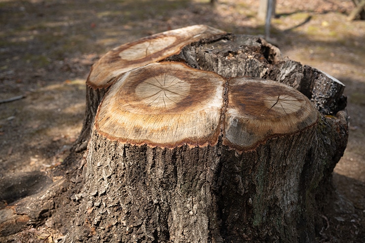 SIGMA 50mm F1.2 DG DN | Art のF値ごとの描写の違い：F2.8