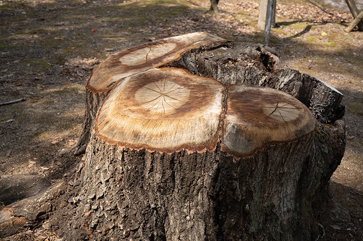 SIGMA 50mm F1.2 DG DN | Art のF値ごとの描写の違い：F8