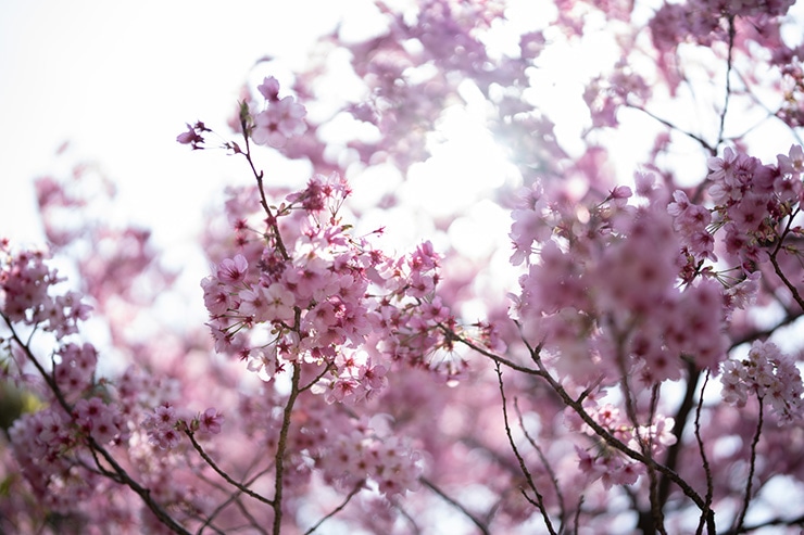 SIGMA 50mm F1.2 DG DN | Art の作例：逆光での桜