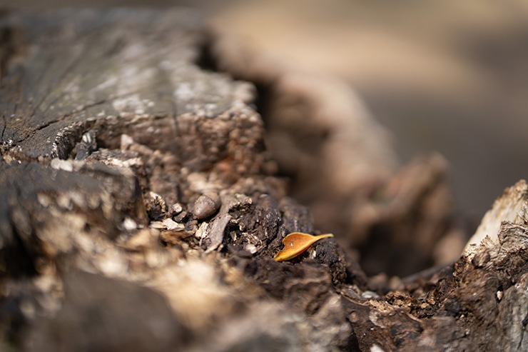 SIGMA 50mm F1.2 DG DN | Art のボケ感