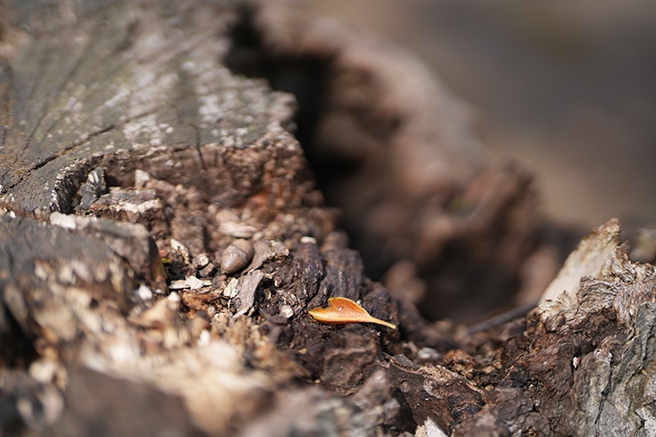 SONY FE 50mm F1.2 GMのボケ感