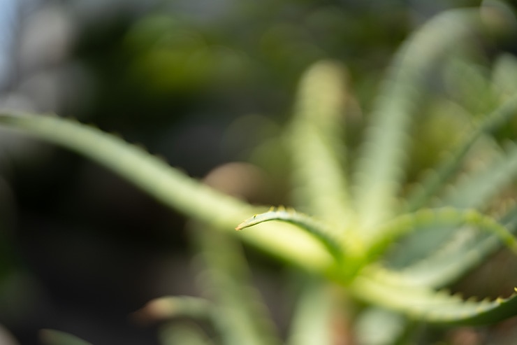 SIGMA 50mm F1.2 DG DN | Art の作例：開放F1.2の前ボケ描写