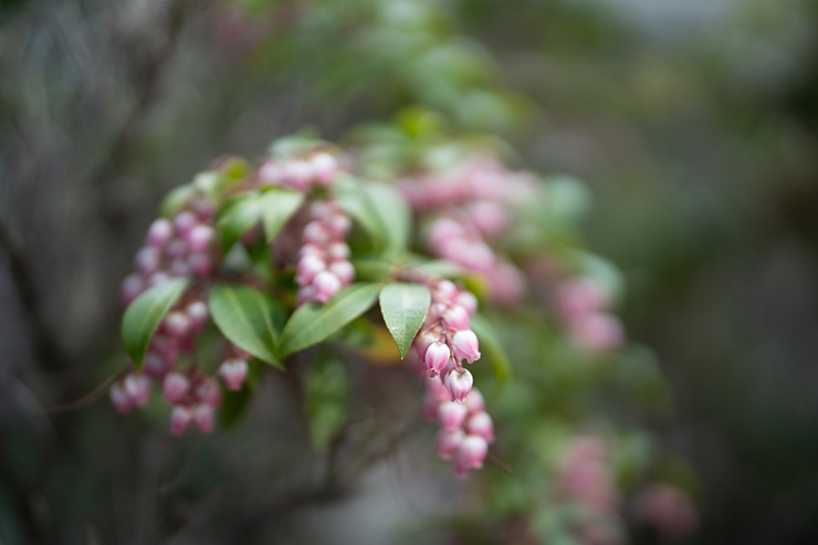 SIGMA 50mm F1.2 DG DN | Art の作例：開放F1.2の近接描写