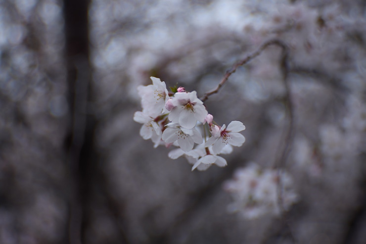 Canon EOS R5 C Photoモード 作例 桜