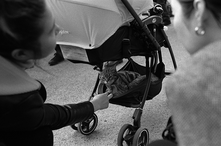 Leica M6 作例：ILFORD HP5で撮影した猫