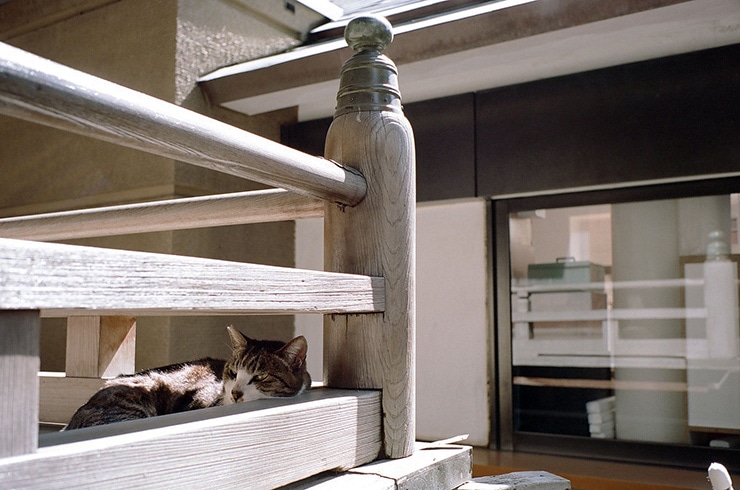 Leica M6 作例：KODAK PORTRA160で撮影した猫