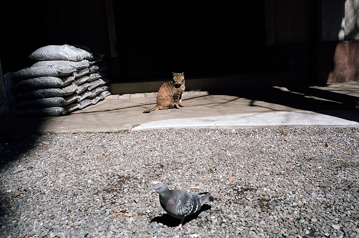Leica M6 作例：KODAK PORTRA160で撮影した猫と鳩