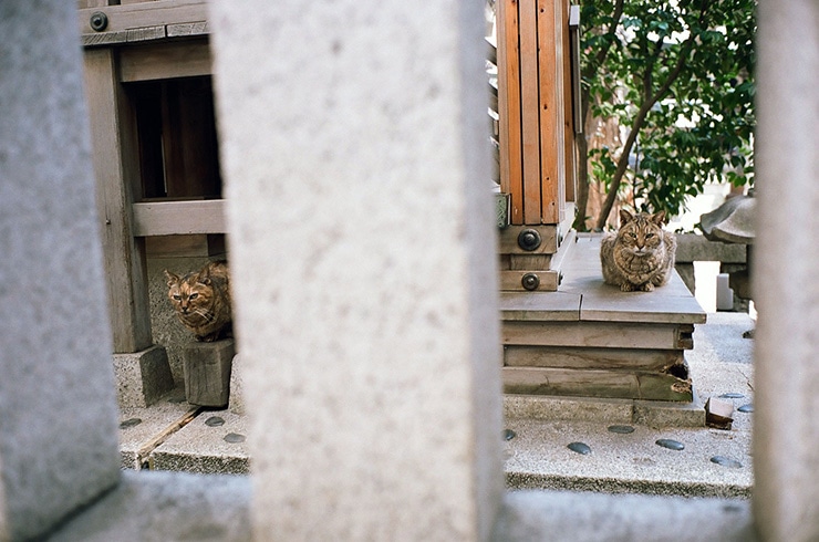 Leica M6 作例：KODAK PORTRA160で撮影した猫