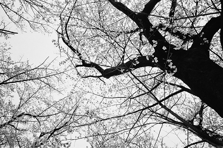 Leica M7 作例：エルマリートM f2.8/21mmで撮影した桜の樹