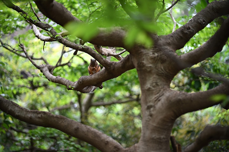 NOKTON 75mm F1.5 Aspherical Z-mount 作例：リス