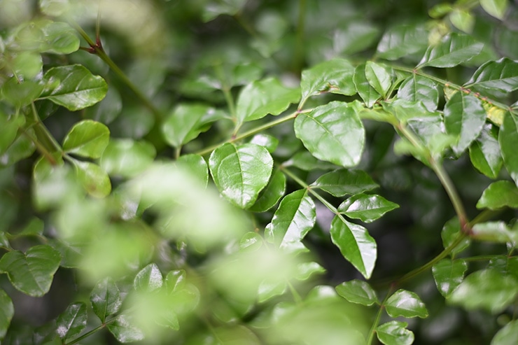 NOKTON 75mm F1.5 Aspherical Z-mount 作例：植物