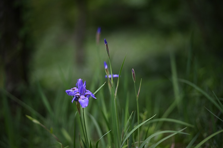 NOKTON 75mm F1.5 Aspherical Z-mount 作例：F1.5の描写