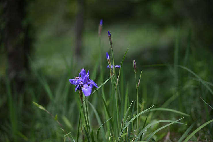 NOKTON 75mm F1.5 Aspherical Z-mount 作例：F2の描写