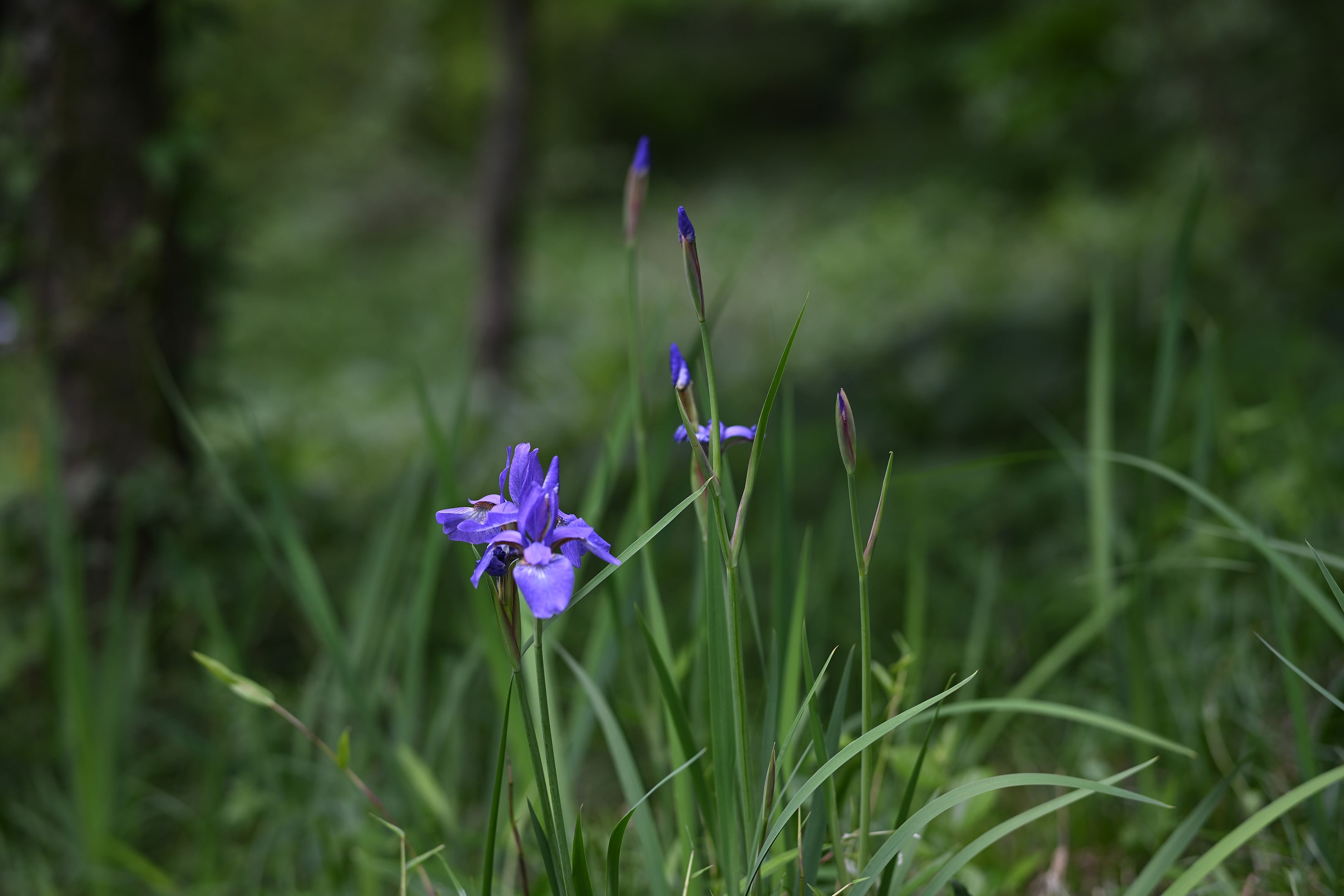 Voigtlander NOKTON 75mm F1.5 Aspherical Z-mount 実写レビュー