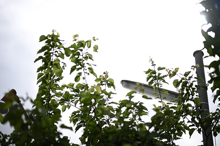 NOKTON 75mm F1.5 Aspherical Z-mount 作例：フレア・ゴースト