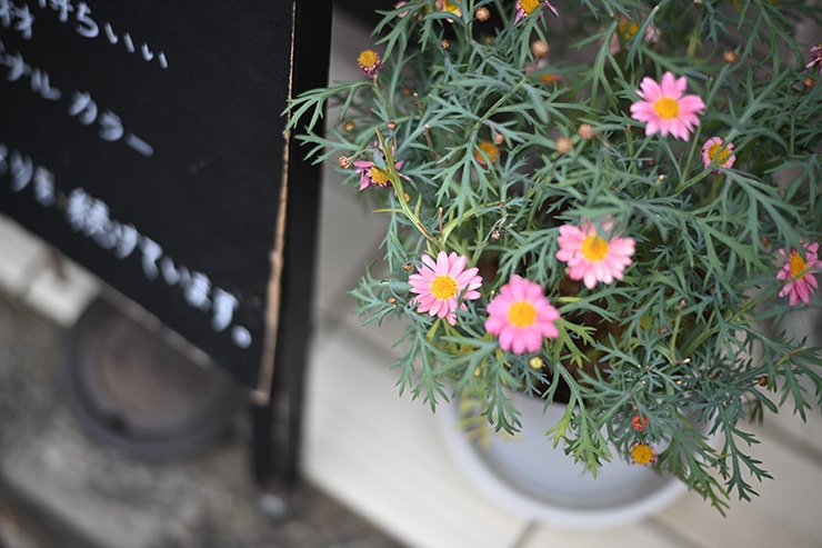 NOKTON 75mm F1.5 Aspherical Z-mount 作例：花