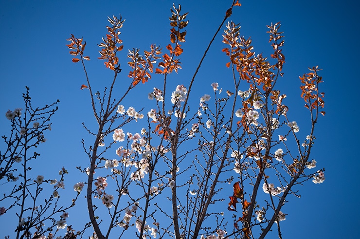 Leica M11-P 作例：花