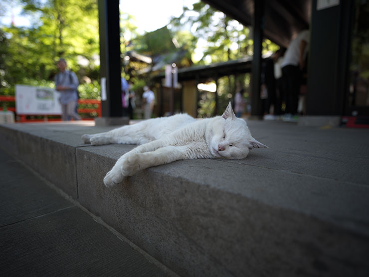Hasselblad XCD 2.5/25V 作例 