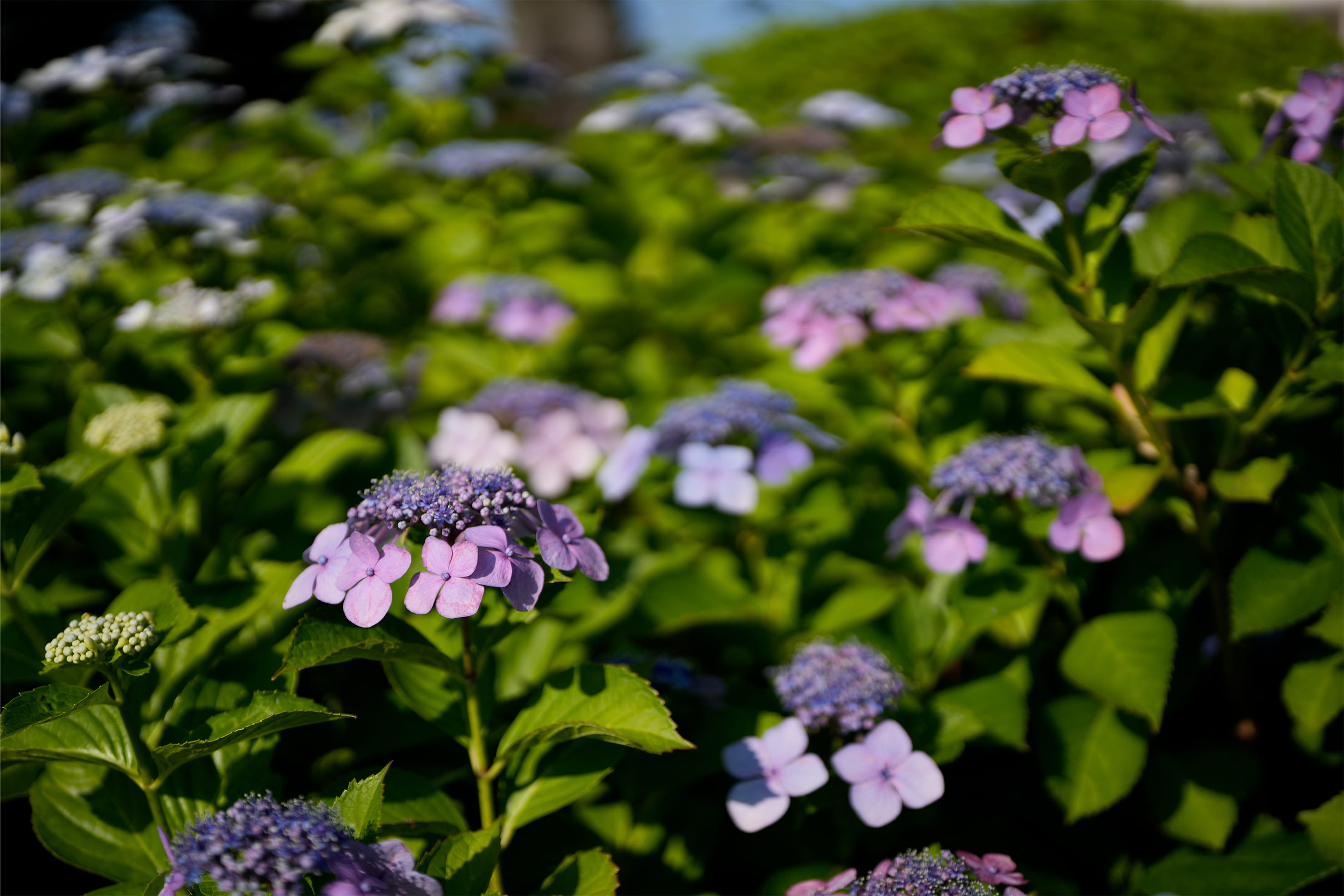 SIGMA 28-45mm F1.8 DG DN | Art 実写レビュー SIGMA 28-45mm F1.8 DG DN | Art 実写レビュー
