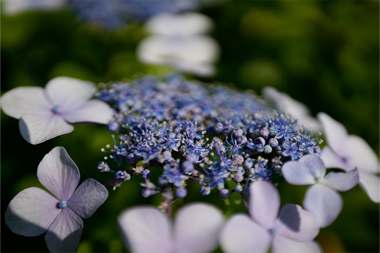 SIGMA 28-45mm F1.8 DG DN | Art  作例 あじさい2