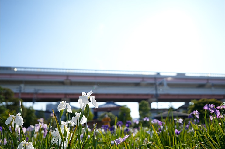 SIGMA 28-45mm F1.8 DG DN | Art 性能 フレア・ゴースト