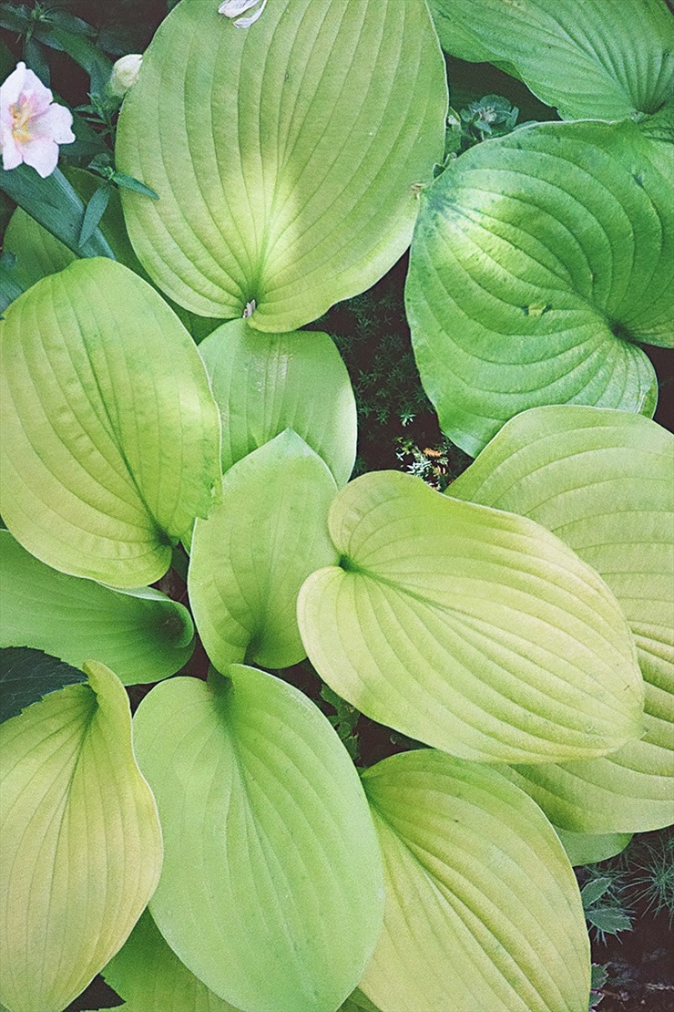 PENTAX 17 作例：植物