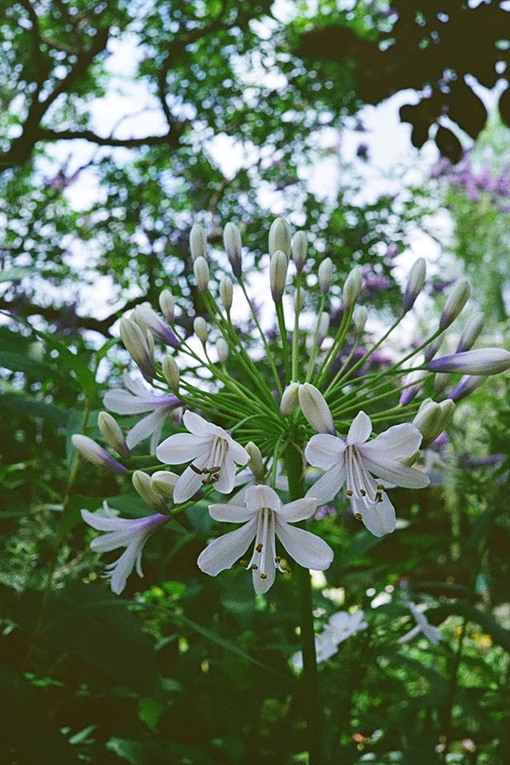 PENTAX 17 作例：植物