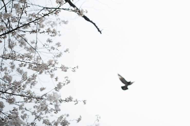 Leica M10-P 作例：桜と空を飛ぶ鳩