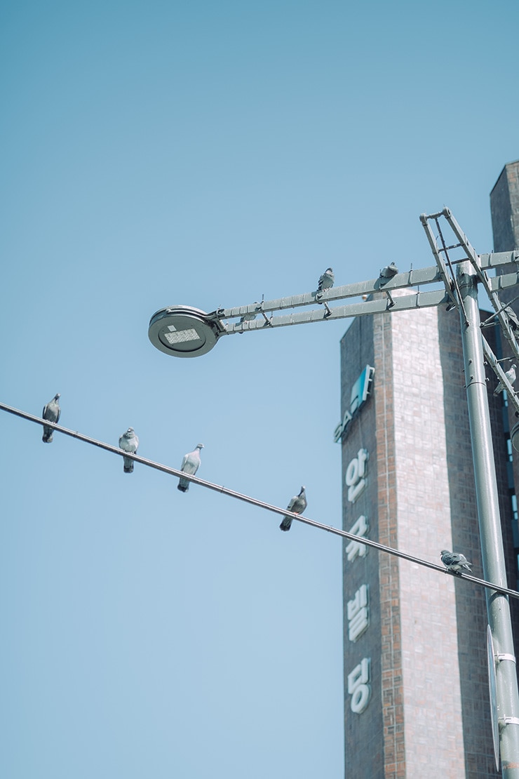 Leica M10-P 作例：街灯に留まる鳩