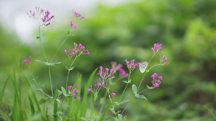 日中の開放で撮影したNDフィルターの作例