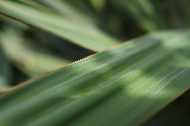 SIGMA 18-50mm F2.8 DC DN｜Contemporary キヤノンRF 作例：植物