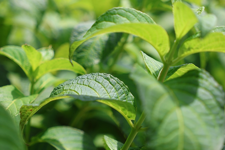 SIGMA 18-50mm F2.8 DC DN｜Contemporary キヤノンRF 作例：植物