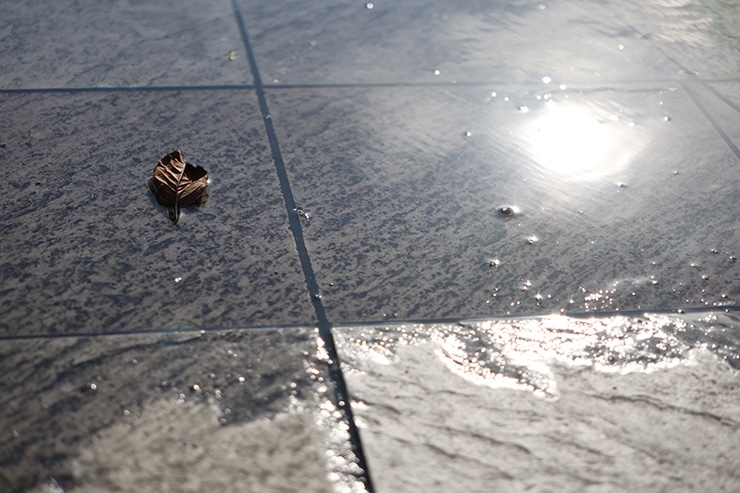 SIGMA 18-50mm F2.8 DC DN｜Contemporary キヤノンRF 作例：水たまりと落ち葉