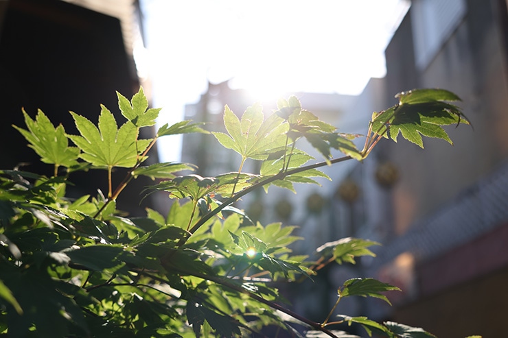 SIGMA 18-50mm F2.8 DC DN｜Contemporary キヤノンRF 作例：逆光で撮影したもみじ