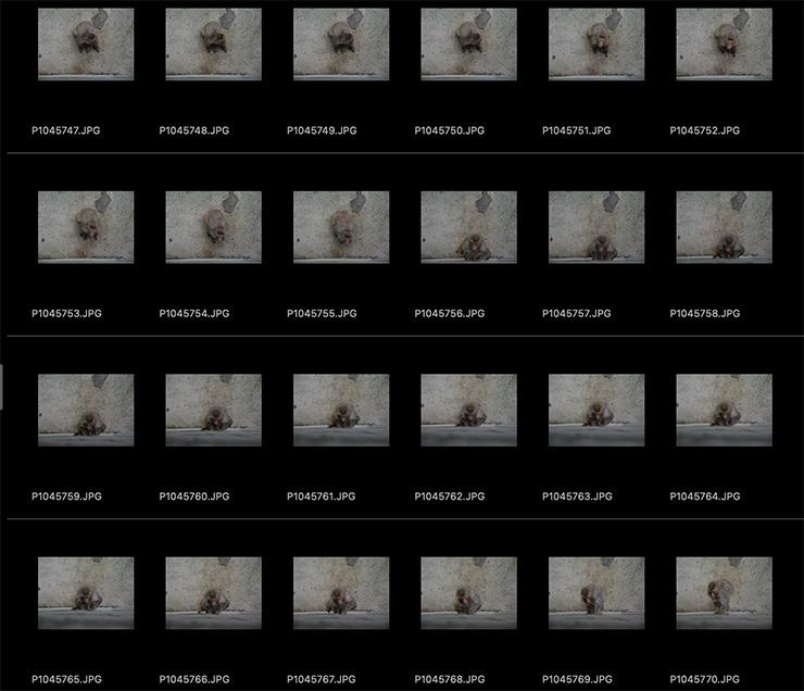 LUMIX GH7 作例：被写体認識ss