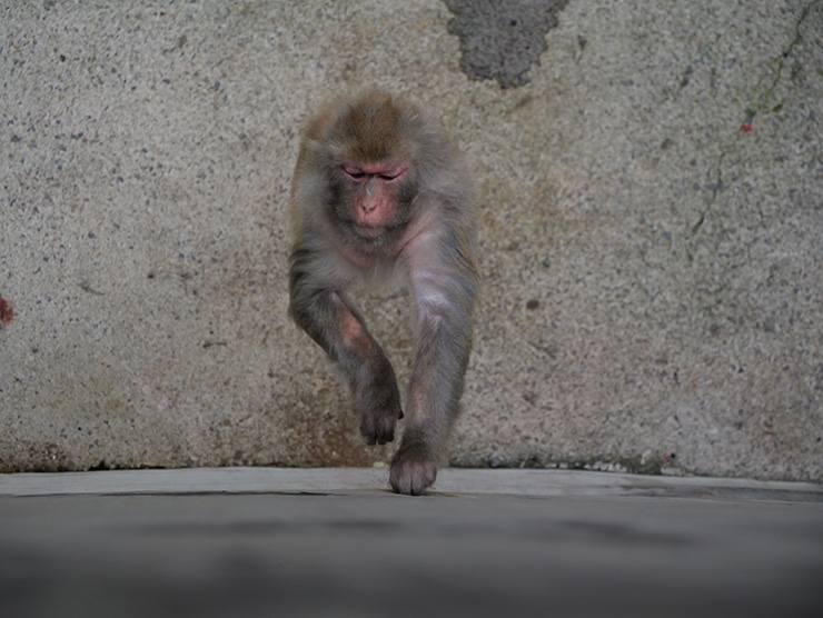 LUMIX GH7 作例：サル