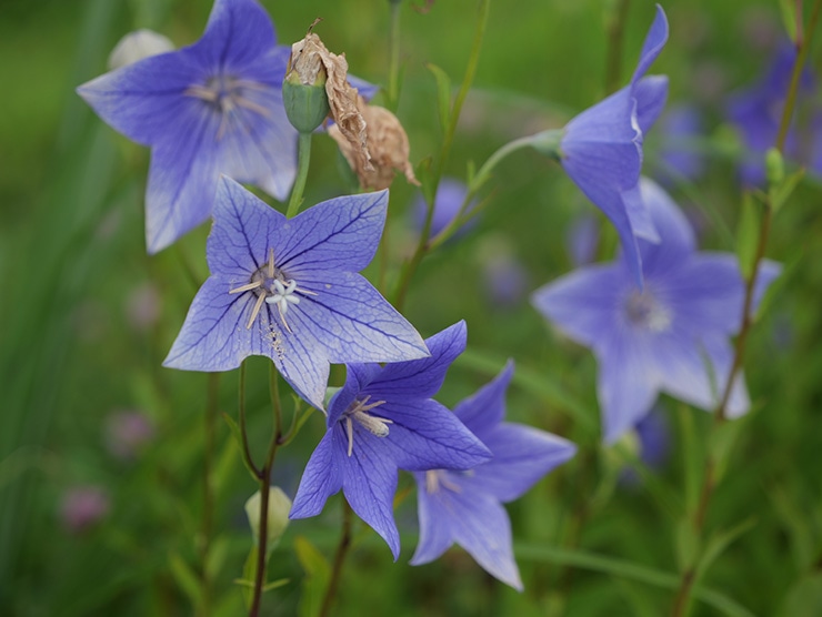 LUMIX GH7 作例：花